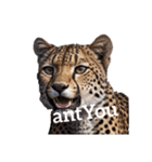 チーター Cheetah（個別スタンプ：40）