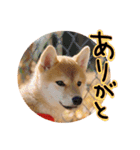 柴犬もみじっぽい7（個別スタンプ：2）