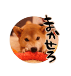 柴犬もみじっぽい7（個別スタンプ：3）