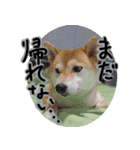 柴犬もみじっぽい7（個別スタンプ：4）