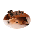 柴犬もみじっぽい7（個別スタンプ：6）