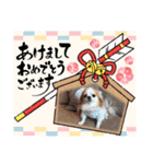 チワワのポッキー♡（個別スタンプ：1）