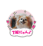チワワのポッキー♡（個別スタンプ：7）