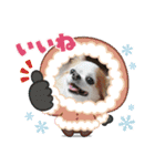 チワワのポッキー♡（個別スタンプ：12）