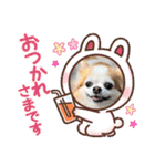 チワワのポッキー♡（個別スタンプ：16）