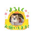 チワワのポッキー♡（個別スタンプ：17）