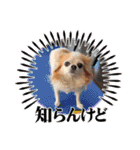 チワワのポッキー♡（個別スタンプ：23）