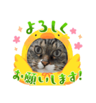 とらきちさん♡（個別スタンプ：3）