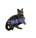 もちもちシャルトリューふぅくん（個別スタンプ：1）