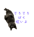 もちもちシャルトリューふぅくん（個別スタンプ：2）