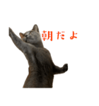 もちもちシャルトリューふぅくん（個別スタンプ：9）