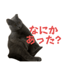 もちもちシャルトリューふぅくん（個別スタンプ：14）