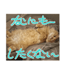 マンチカンのちくわ3（個別スタンプ：6）
