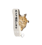 マンチカンのちくわ3（個別スタンプ：8）