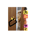 マンチカンのちくわ3（個別スタンプ：9）