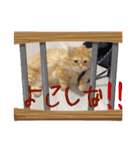 マンチカンのちくわ3（個別スタンプ：12）