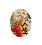 マンチカンのちくわ3（個別スタンプ：13）