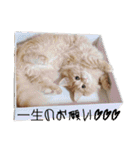 マンチカンのちくわ3（個別スタンプ：16）