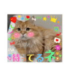 マンチカンのちくわ3（個別スタンプ：17）