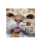 マンチカンのちくわ3（個別スタンプ：19）