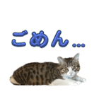 もこ助スタンプ（個別スタンプ：8）