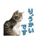 もこ助スタンプ（個別スタンプ：23）