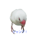 白文鳥の百面相（個別スタンプ：21）