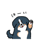 もちふわバーニーズ①（個別スタンプ：4）