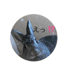 毎日使える！うさぎワクワクスタンプ（個別スタンプ：3）