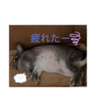 毎日使える！うさぎワクワクスタンプ（個別スタンプ：5）