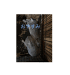 毎日使える！うさぎワクワクスタンプ（個別スタンプ：9）
