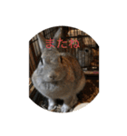 毎日使える！うさぎワクワクスタンプ（個別スタンプ：14）