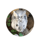 毎日使える！うさぎワクワクスタンプ（個別スタンプ：21）