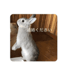 毎日使える！うさぎワクワクスタンプ（個別スタンプ：22）