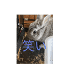 毎日使える！うさぎワクワクスタンプ（個別スタンプ：26）