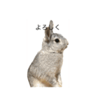 毎日使える！うさぎワクワクスタンプ（個別スタンプ：40）