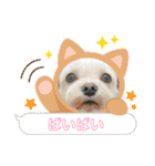 ひめとらぶ（個別スタンプ：22）