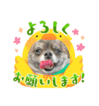 ひめとらぶ（個別スタンプ：26）