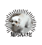 ひめとらぶ（個別スタンプ：31）