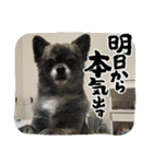 ひめとらぶ（個別スタンプ：32）