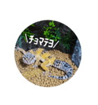 ピリ①（個別スタンプ：1）