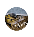 ピリ①（個別スタンプ：3）