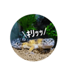 ピリ①（個別スタンプ：8）