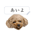 使いやすい犬たち（個別スタンプ：3）