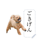 使いやすい犬たち（個別スタンプ：5）