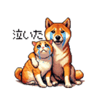 なかよしな柴犬とキジトラ ドット絵（個別スタンプ：12）