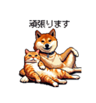 なかよしな柴犬とキジトラ ドット絵（個別スタンプ：23）