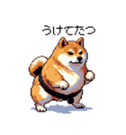 ドット絵 力士な柴犬 相撲 40種（個別スタンプ：9）