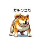 ドット絵 力士な柴犬 相撲 40種（個別スタンプ：12）