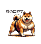 ドット絵 力士な柴犬 相撲 40種（個別スタンプ：15）